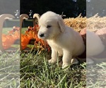 AKC Ready to Go - Male Golden Retriever Puppy for Sale - Photo #6