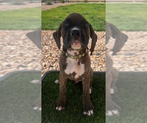 Medium Boxer