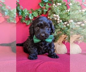 Goldendoodle Puppy for sale in CHRISTIANA, PA, USA