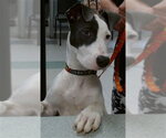 A480826 - Female - Mix Dog for Adoption - Small photo