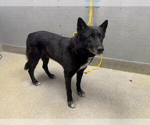 German Shepherd Dog-Unknown Mix Dogs for adoption in Las Vegas, NV, USA