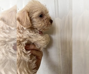 Malchi-Poodle (Miniature) Mix Puppy for sale in VENETA, OR, USA