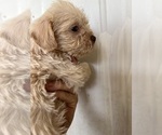 Image preview for Ad Listing. Nickname: Shy