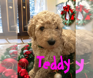 Poodle (Standard) Puppy for sale in SACRAMENTO, CA, USA