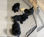 Small Photo #12 Shih Tzu Puppy For Sale in GLOUCESTER, VA, USA