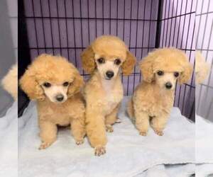 Poodle (Toy) Puppy for sale in LIGONIER, IN, USA
