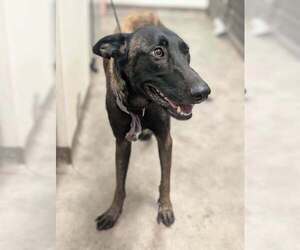 Mutt Dogs for adoption in Imlay City, MI, USA