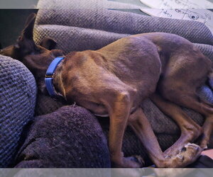 Mini - Female Plott Hound-Unknown Mix Dog for Adoption - Photo #4