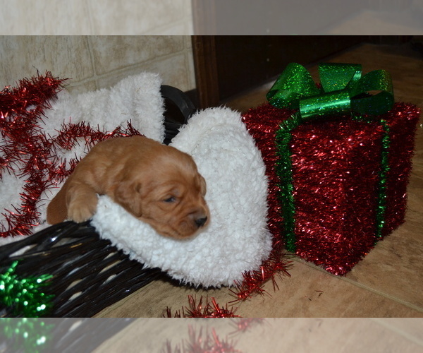 Medium Photo #14 Golden Retriever Puppy For Sale in GREENWOOD, WI, USA