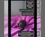 Image preview for Ad Listing. Nickname: Zelma