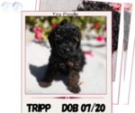 Puppy Tripp Poodle (Toy)