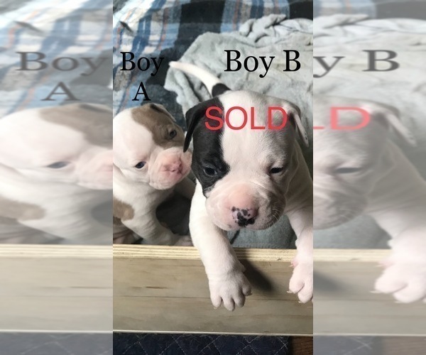 Medium Photo #1 American Bulldog Puppy For Sale in OXNARD, CA, USA