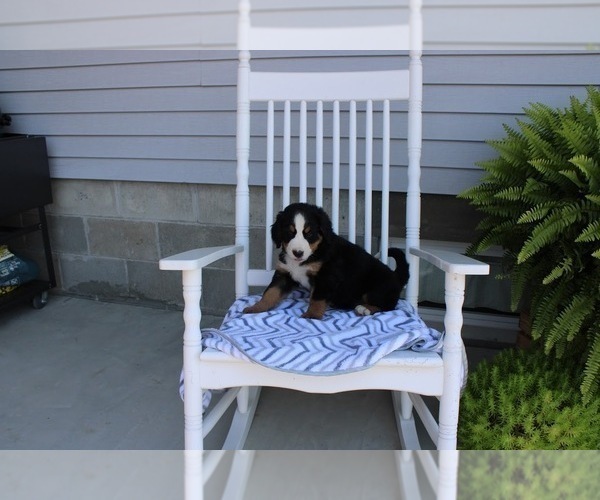 Medium Photo #2 Bernese Mountain Dog Puppy For Sale in NAPPANEE, IN, USA