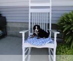 Small Photo #2 Bernese Mountain Dog Puppy For Sale in NAPPANEE, IN, USA