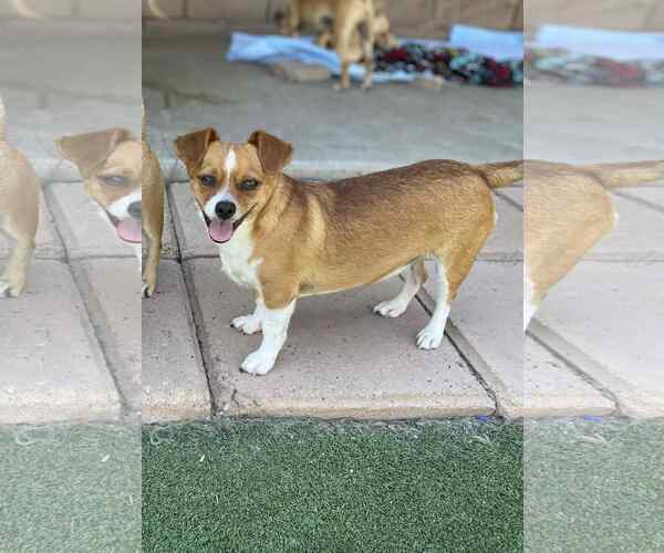 Medium Photo #2 Chihuahua-Unknown Mix Puppy For Sale in La Verne, CA, USA