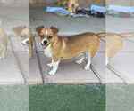 Small #1 Chihuahua Mix