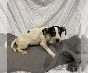 Beagle-Unknown Mix Dogs for adoption in Modesto, CA, USA