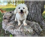 Small Photo #1 Havachon Puppy For Sale in NIANGUA, MO, USA