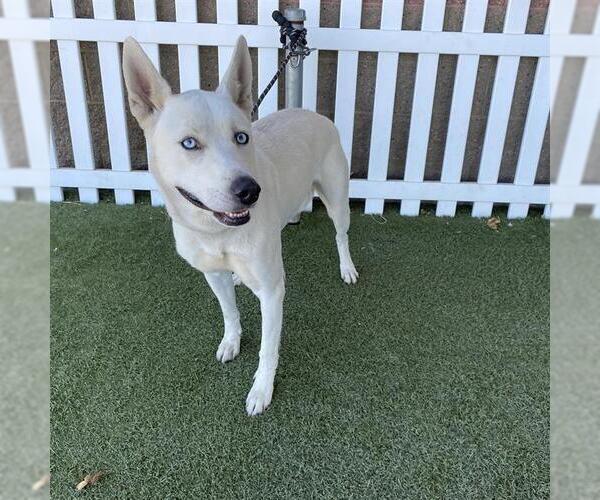Medium Photo #1 Siberian Husky-Unknown Mix Puppy For Sale in Modesto, CA, USA