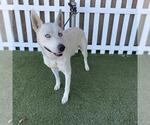 Small Siberian Husky Mix
