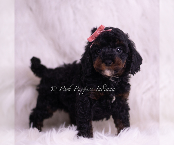 Medium Photo #3 Poodle (Toy) Puppy For Sale in WARSAW, IN, USA