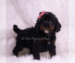 Small #2 Poodle (Toy)