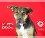 Small #1 American Pit Bull Terrier Mix