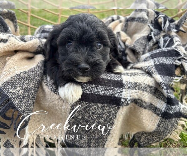 Medium Photo #6 Havapoo Puppy For Sale in NIANGUA, MO, USA