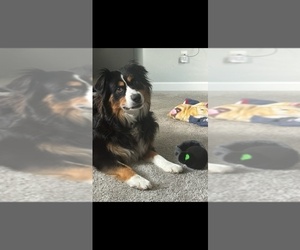 Father of the Australian Shepherd puppies born on 07/12/2026