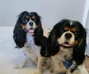 Father of the Cavalier King Charles Spaniel puppies born on 07/27/2021
