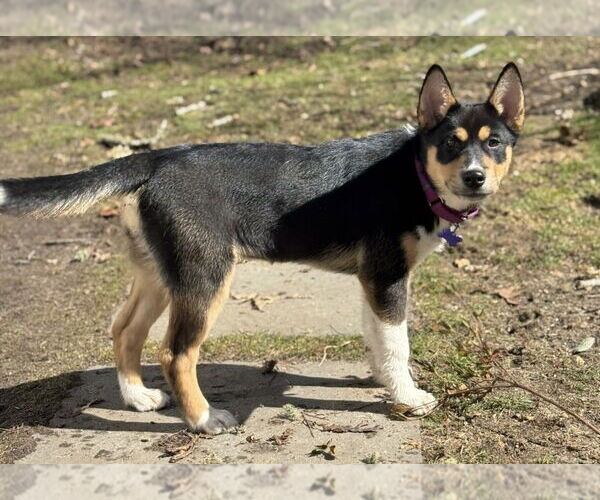 Medium Photo #11 Alaskan Malamute-Unknown Mix Puppy For Sale in Oak Bluffs, MA, USA
