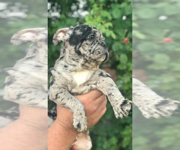 Medium Photo #2 French Bulldog Puppy For Sale in KLEIN, TX, USA