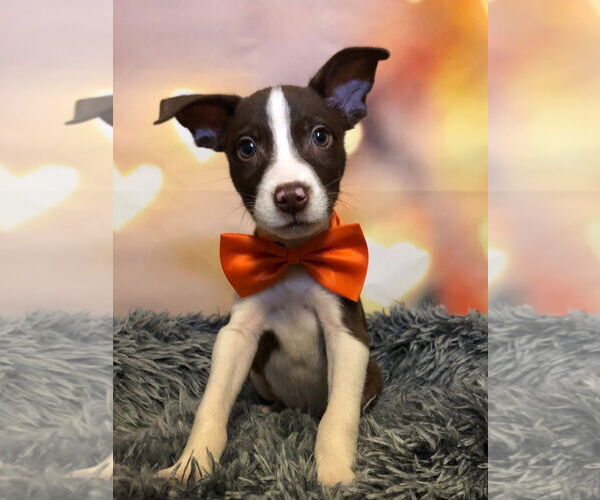 Medium Photo #3 Aussie Siberian Puppy For Sale in Hillsboro, MO, USA