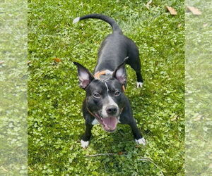American Pit Bull Terrier-Unknown Mix Dogs for adoption in Germantown, OH, USA