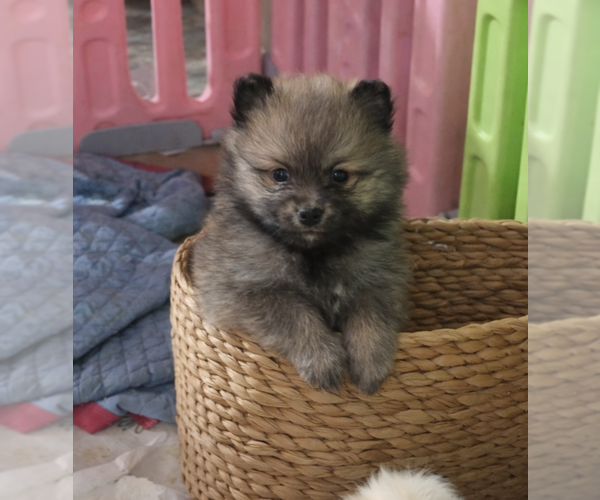 Medium Photo #1 Pomeranian Puppy For Sale in SPOTSYLVANIA, VA, USA