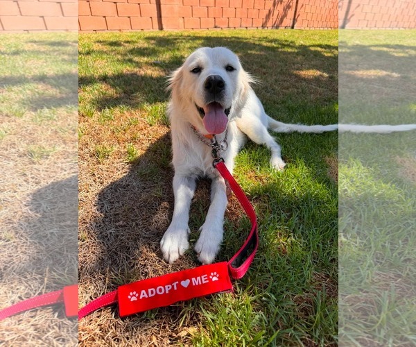 Medium Photo #2 Golden Retriever-Unknown Mix Puppy For Sale in San Diego, CA, USA