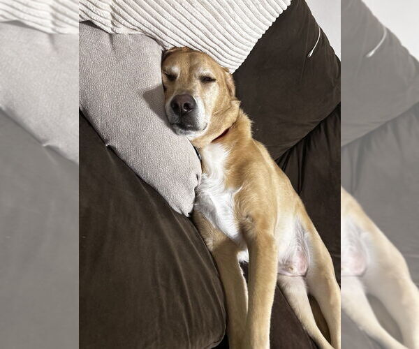Medium Photo #4 English Foxhound-Golden Retriever Mix Puppy For Sale in St. Augustine, FL, USA