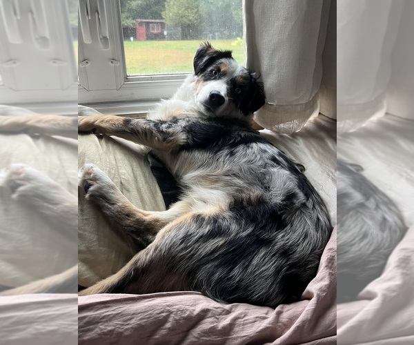 Medium Photo #1 Miniature American Shepherd Puppy For Sale in BERLIN, MA, USA