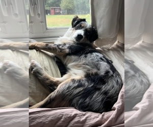 Father of the Miniature American Shepherd puppies born on 03/20/2026