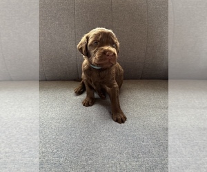Labradoodle-Labrador Retriever Mix Puppy for sale in TOLLGATE, OR, USA
