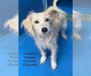 Mutt Dogs for adoption in Calgary, Alberta, Canada