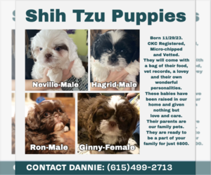 Shih Tzu Puppy for sale in CEDAR HILL, TN, USA
