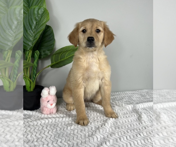 Medium Photo #1 Golden Retriever Puppy For Sale in FRANKLIN, IN, USA