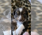 Small #5 Miniature Australian Shepherd