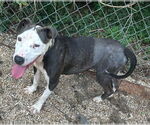 Small #2 American Pit Bull Terrier Mix