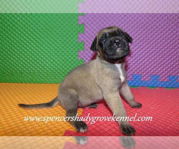 Medium Photo #2 Mastiff Puppy For Sale in CABOOL, MO, USA
