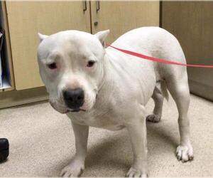 American Pit Bull Terrier Dogs for adoption in Riverside, CA, USA