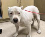 Small American Pit Bull Terrier