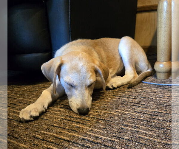 Medium Photo #3 Mutt Puppy For Sale in Cliffwood, NJ, USA