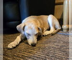 Small #2 Mutt